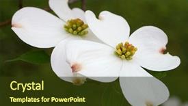  Presentation with dogwood - Presentation featuring beautiful white dogwood blossoms close background and a tawny brown colored foreground