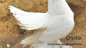  Presentation with white dove - Presentation theme enhanced with beautiful white dove sitting background and a coral colored foreground