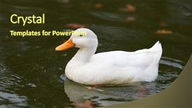  Presentation with blue orange white - PPT layouts featuring beautiful white duck with orange background and a tawny brown colored foreground