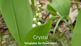  Presentation with lily - PPT theme with beautiful-white-flowers background and a tawny brown colored foreground