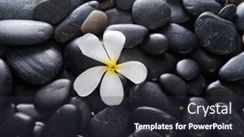  Presentation with pile - Cool new slide deck with beautiful-white-frangipani-on-pile backdrop and a wine colored foreground