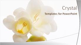  Presentation with beautiful fresh leaves water drops - Audience pleasing PPT layouts consisting of beautiful-white-fresia-closeup backdrop and a lemonade colored foreground