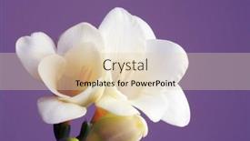  Presentation with beautiful fresh leaves water drops - Slide deck featuring close up detail of the border of a turkoman persian carpet showing the intricate guard stripes and hand knotted wool pile in madder red and dark blue background and a wine colored foreground