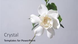  Presentation with stem - Colorful slides enhanced with beautiful-white-gardenia-with-stem backdrop and a light gray colored foreground