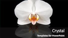  Presentation with orchid - Cool new presentation theme with orchidaceae - beautiful white innocent orchid phalaenopsis backdrop and a dark gray colored foreground