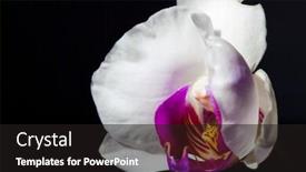  Presentation with orchid - Slide deck enhanced with beautiful-white-innocent-orchid-phalaenopsis background and a dark gray colored foreground