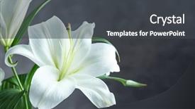  Presentation with lily - Cool new theme with beautiful white lilies on dark backdrop and a dark gray colored foreground