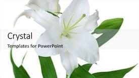  Presentation with lily - Presentation theme with beautiful white lily isolated background and a sky blue colored foreground