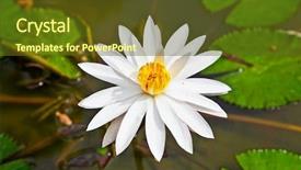  Presentation with white lotus flower - Theme featuring beautiful white lotus flower in the peaceful pond indonesia background and a tawny brown colored foreground
