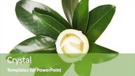 Presentation with magnolia - PPT layouts enhanced with beautiful white magnolia flower background and a seafoam green colored foreground