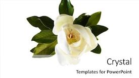  Presentation with magnolia - Slide set with beautiful white magnolia flower background and a white colored foreground