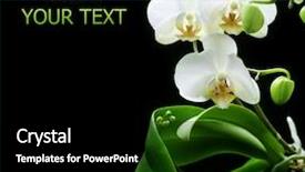  Presentation with beautiful orchid flowers - Colorful slide set enhanced with beautiful white orchid isolated backdrop and a black colored foreground