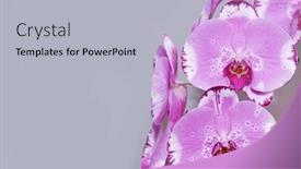  Presentation with pink white - Amazing presentation design having beautiful-white-phalaenopsis-orchid-flowers backdrop and a light gray colored foreground