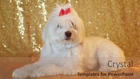  Presentation with sequin - PPT layouts enhanced with beautiful white poodle mix dog sits against a gold sequin background for her fashion photo shoot indoors background and a coral colored foreground