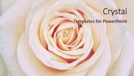  Presentation with white rose - Audience pleasing PPT theme consisting of architecture construction safety first career concept backdrop and a tawny brown colored foreground