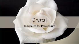 Presentation with white rose - Slide deck with beautiful white rose isolated background and a soft green colored foreground