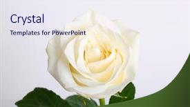  Presentation with white rose - PPT theme enhanced with beautiful white rose with green background and a sky blue colored foreground