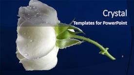  Presentation with blue rose - PPT theme having beautiful white rose background and a navy blue colored foreground