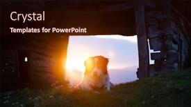  Presentation with sheepdog - PPT theme having beautiful-white-sheepdog-sitting-near background and a wine colored foreground