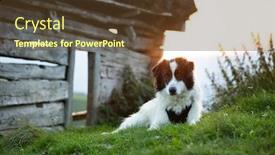  Presentation with sheepdog - Cool new PPT theme with beautiful-white-sheepdog-sitting-near backdrop and a tawny brown colored foreground