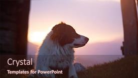  Presentation with sheepdog - Colorful slides enhanced with beautiful-white-sheepdog-sitting-near backdrop and a wine colored foreground
