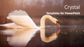  Presentation with beautiful mountains river lake sky nature - Beautiful slide set featuring beautiful-white-swan-in-sunset backdrop and a violet colored foreground