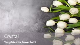  Presentation with beautiful spring flowers - PPT theme consisting of beautiful white tulips flowers background and a gray colored foreground