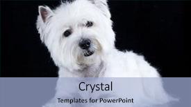  Presentation with art black and white marble - Audience pleasing PPT layouts consisting of beautiful white west highland terrier backdrop and a light blue colored foreground