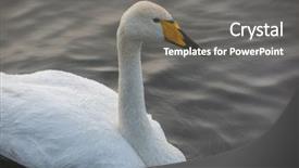 Presentation with siberia - Presentation theme enhanced with beautiful white whooping swan swimming background and a gray colored foreground