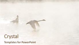  Presentation with siberia - Cool new presentation design with beautiful white whooping swans swimming backdrop and a cream colored foreground