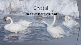  Presentation with swimming - Presentation theme consisting of beautiful-white-whooping-swans-swimming background and a light gray colored foreground