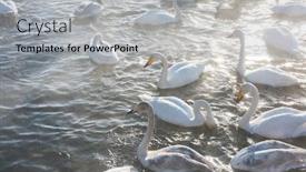  Presentation with swimming - Slides enhanced with beautiful-white-whooping-swans-swimming background and a light gray colored foreground