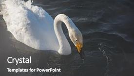  Presentation with siberia - Slide set having beautiful white whooping swans swimming background and a dark gray colored foreground