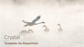  Presentation with swimming - Cool new presentation theme with beautiful-white-whooping-swans-swimming backdrop and a sky blue colored foreground
