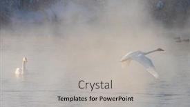  Presentation with swimming - PPT theme enhanced with beautiful-white-whooping-swans-swimming background and a light gray colored foreground