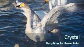  Presentation with siberia - Presentation theme with beautiful white whooping swans swimming background and a ocean colored foreground