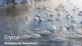  Presentation with swimming - Presentation theme with beautiful-white-whooping-swans-swimming background and a gray colored foreground