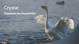  Presentation with siberia - Amazing slide deck having beautiful white whooping swans swimming backdrop and a gray colored foreground