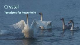  Presentation with siberia - PPT theme consisting of beautiful white whooping swans swimming background and a ocean colored foreground