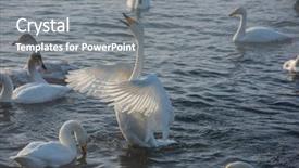  Presentation with siberia - Theme featuring beautiful white whooping swans swimming background and a gray colored foreground
