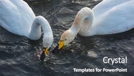  Presentation with swimming - Cool new PPT theme with beautiful white whooping swans swimming backdrop and a dark gray colored foreground