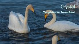  Presentation with beautiful moraine lake - Slides enhanced with beautiful white whooping swans swimming background and a ocean colored foreground