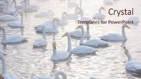  Presentation with swimming - Amazing theme having beautiful white whooping swans swimming backdrop and a sky blue colored foreground