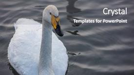  Presentation with siberia - PPT layouts consisting of beautiful white whooping swans swimming background and a gray colored foreground