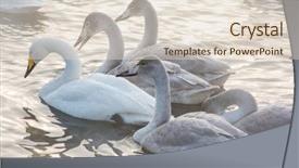  Presentation with swimming - Beautiful slides featuring beautiful white whooping swans swimming backdrop and a lemonade colored foreground