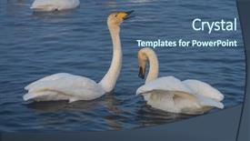  Presentation with beautiful moraine lake - Theme with beautiful white whooping swans swimming background and a ocean colored foreground