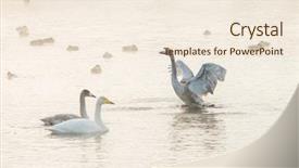  Presentation with siberia - Colorful PPT layouts enhanced with beautiful white whooping swans swimming backdrop and a cream colored foreground