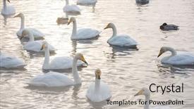  Presentation with swimming - Audience pleasing PPT layouts consisting of beautiful white whooping swans swimming backdrop and a  colored foreground