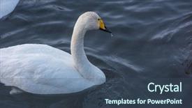  Presentation with beautiful moraine lake - Slide deck featuring beautiful white whooping swans swimming background and a  colored foreground