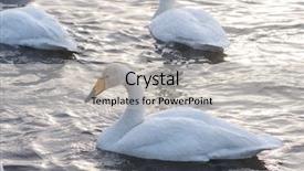  Presentation with swimming - Amazing slide deck having beautiful white whooping swans swimming backdrop and a light gray colored foreground